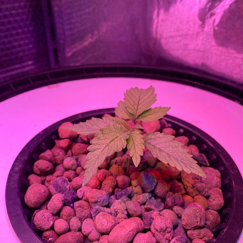 Critical Daddy Purple #2 growlog timeline photo