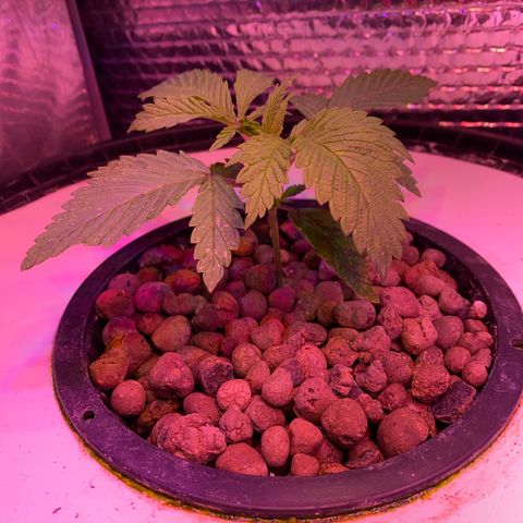 Critical Daddy Purple #1 growlog timeline photo