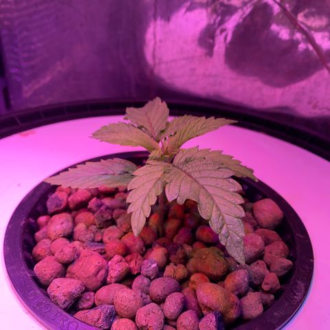 Critical Daddy Purple #2 growlog timeline photo