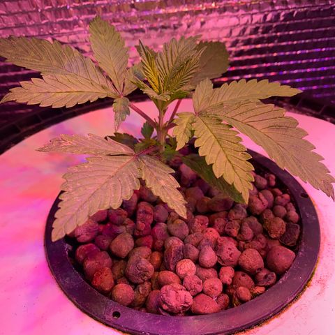 Critical Daddy Purple #1 growlog timeline photo