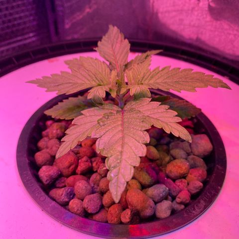 Critical Daddy Purple #2 growlog timeline photo