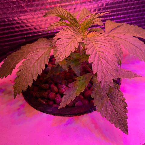 Critical Daddy Purple #1 growlog timeline photo