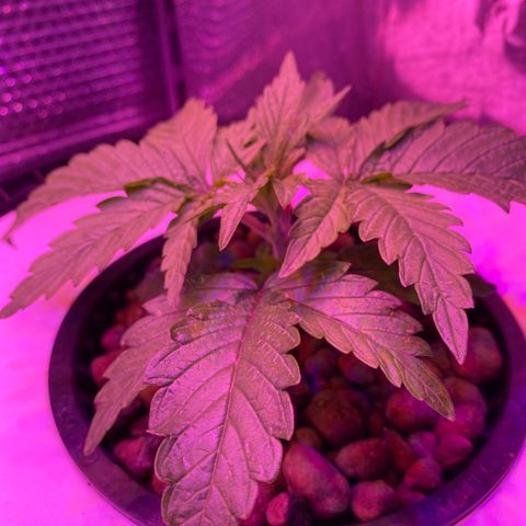 Critical Daddy Purple #2 growlog timeline photo