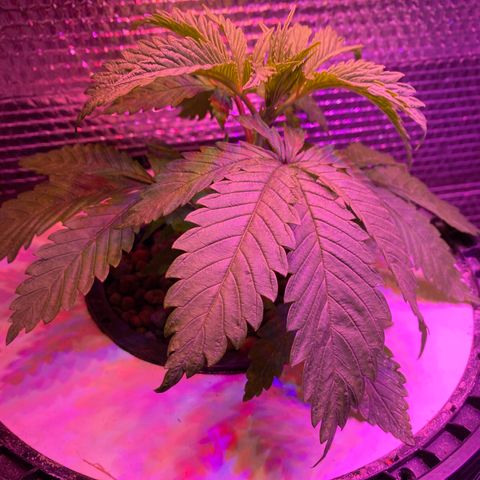 Critical Daddy Purple #1 growlog timeline photo