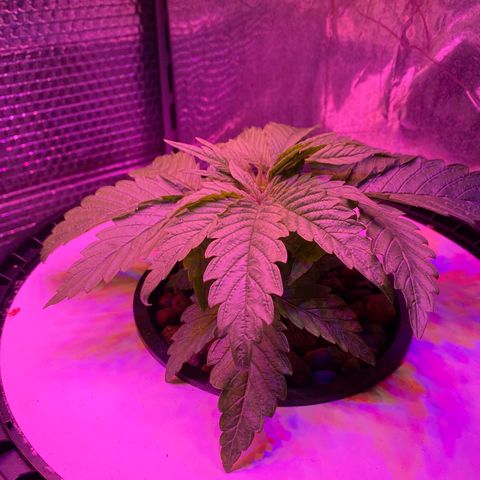 Critical Daddy Purple #2 growlog timeline photo
