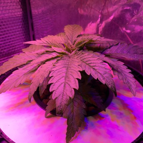 Critical Daddy Purple #2 growlog timeline photo