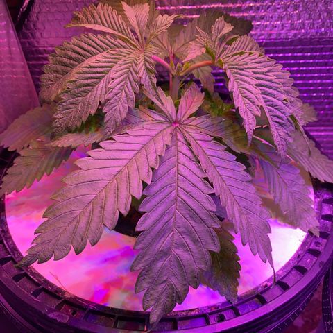 Critical Daddy Purple #1 growlog timeline photo