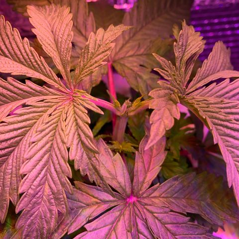 Critical Daddy Purple #1 growlog timeline photo