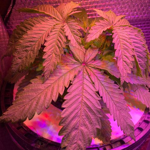Critical Daddy Purple #1 growlog timeline photo