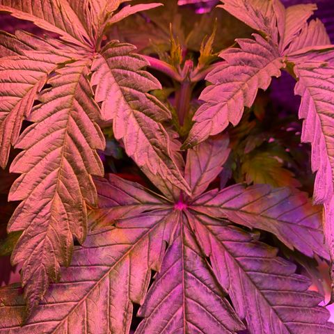 Critical Daddy Purple #1 growlog timeline photo
