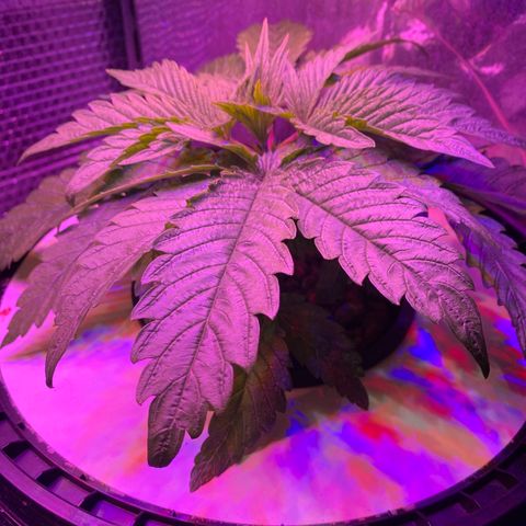 Critical Daddy Purple #2 growlog timeline photo