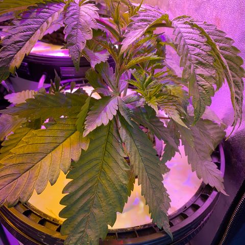 Critical Daddy Purple #1 growlog timeline photo