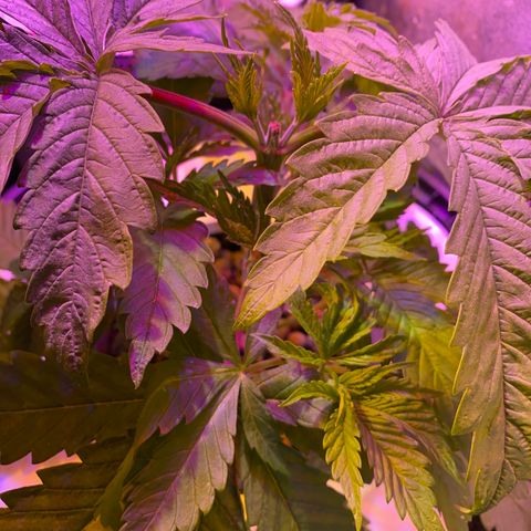 Critical Daddy Purple #1 growlog timeline photo