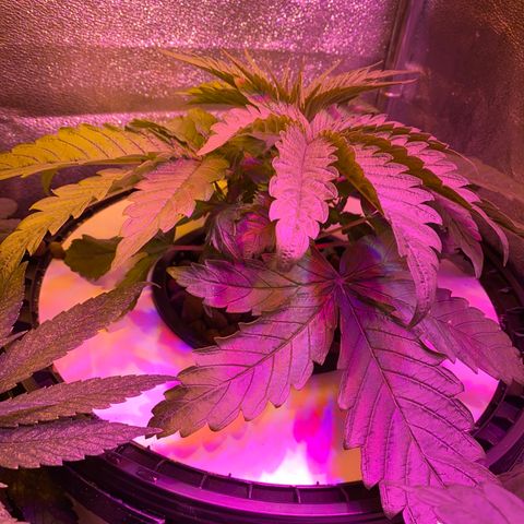Critical Daddy Purple #2 growlog timeline photo