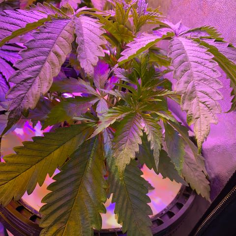 Critical Daddy Purple #1 growlog timeline photo