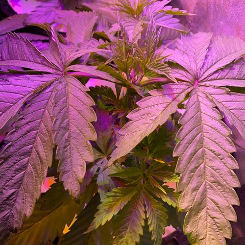Critical Daddy Purple #1 growlog timeline photo
