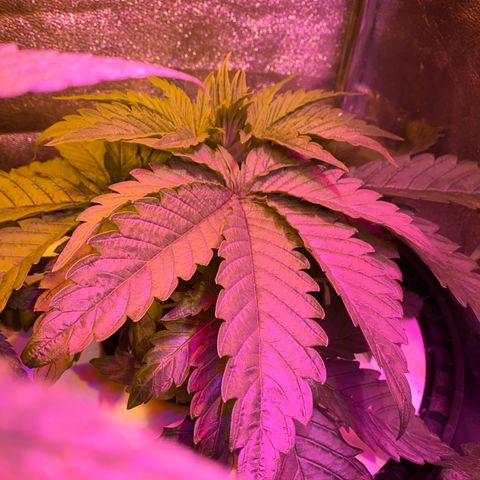 Critical Daddy Purple #2 growlog timeline photo