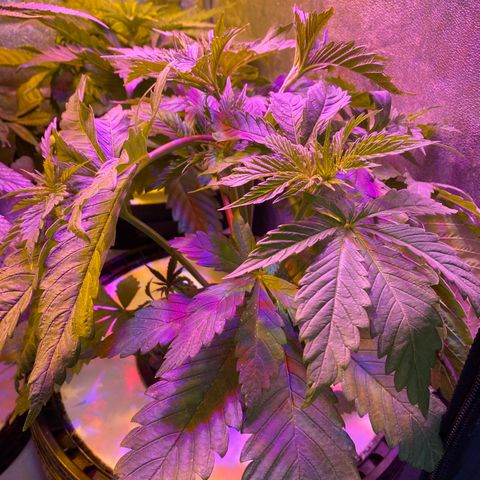 Critical Daddy Purple #1 growlog timeline photo