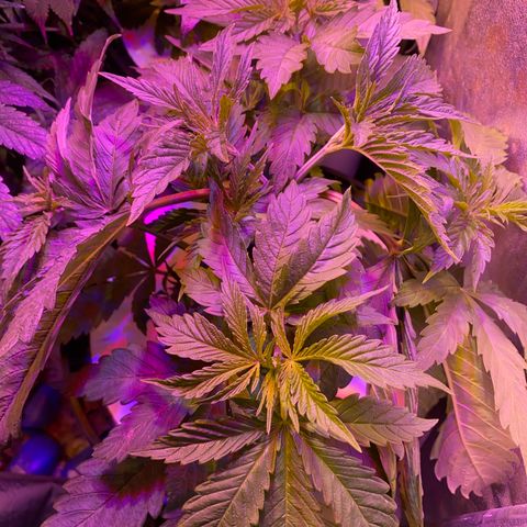 Critical Daddy Purple #1 growlog timeline photo