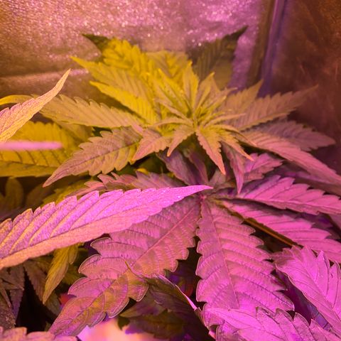 Critical Daddy Purple #2 growlog timeline photo