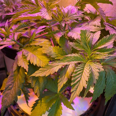 Critical Daddy Purple #1 growlog timeline photo