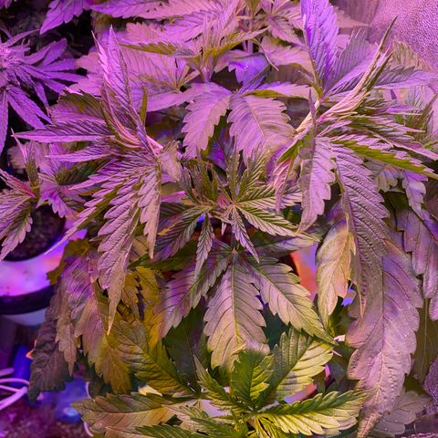 Critical Daddy Purple #1 growlog timeline photo