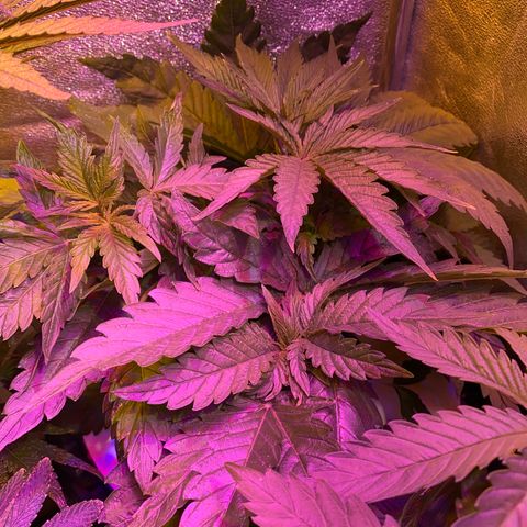 Critical Daddy Purple #2 growlog timeline photo