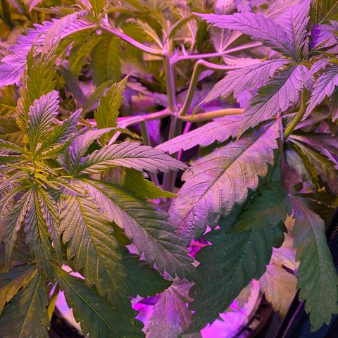 Critical Daddy Purple #1 growlog timeline photo