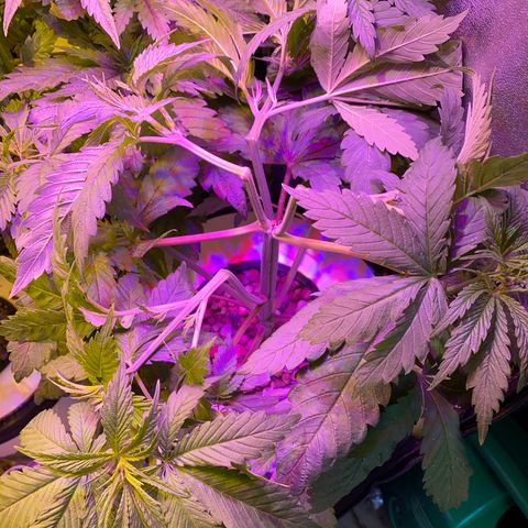 Critical Daddy Purple #1 growlog timeline photo