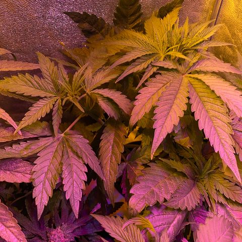 Critical Daddy Purple #2 growlog timeline photo