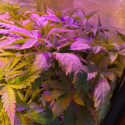Critical Daddy Purple #1 growlog timeline photo