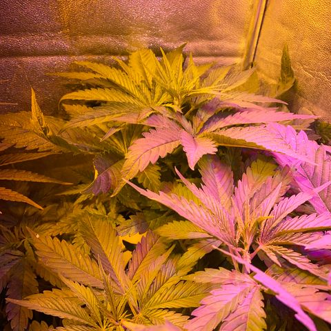 Critical Daddy Purple #2 growlog timeline photo