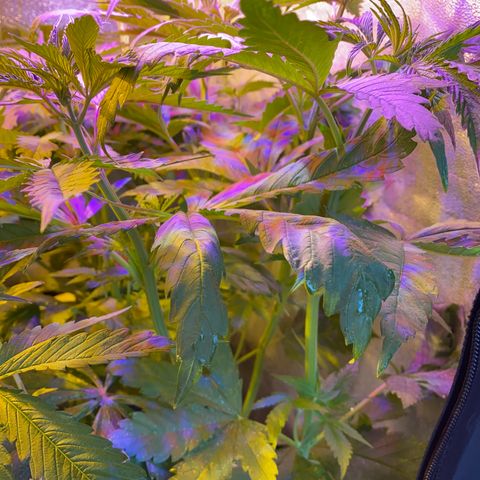 Critical Daddy Purple #1 growlog timeline photo