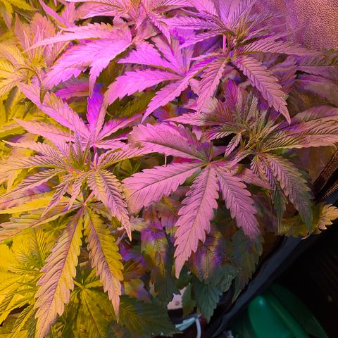 Critical Daddy Purple #1 growlog timeline photo