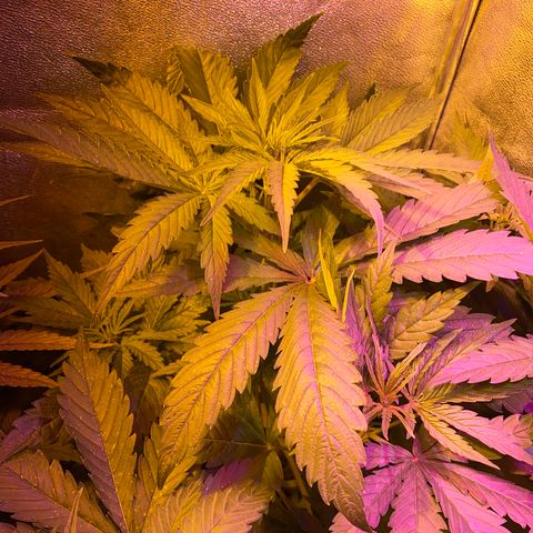 Critical Daddy Purple #2 growlog timeline photo
