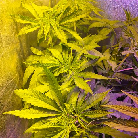 Critical Daddy Purple #1 growlog timeline photo
