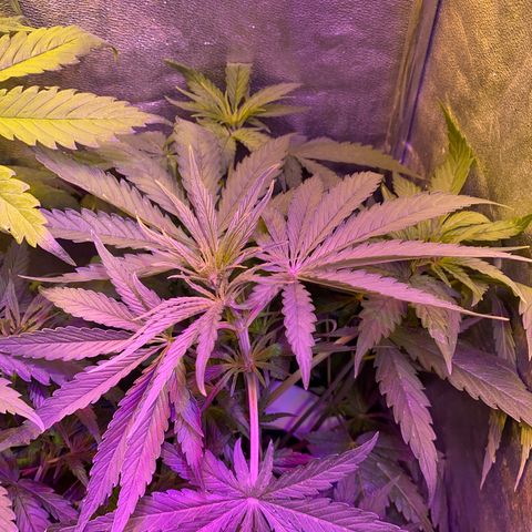 Critical Daddy Purple #2 growlog timeline photo