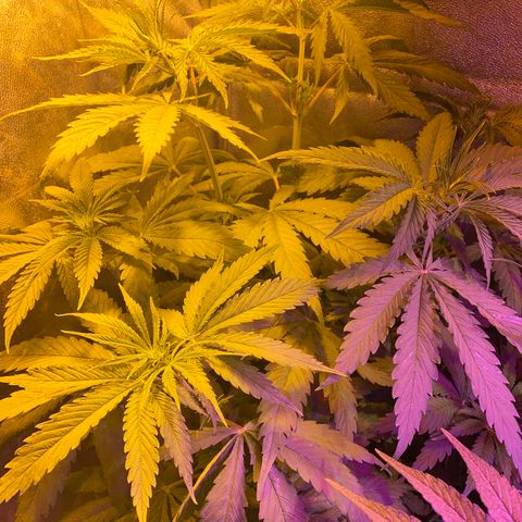 Critical Daddy Purple #1 growlog timeline photo