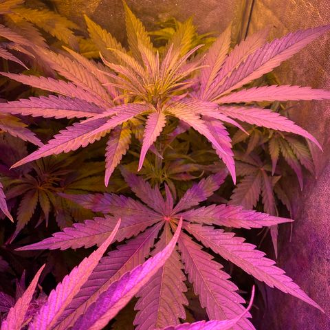 Critical Daddy Purple #2 growlog timeline photo