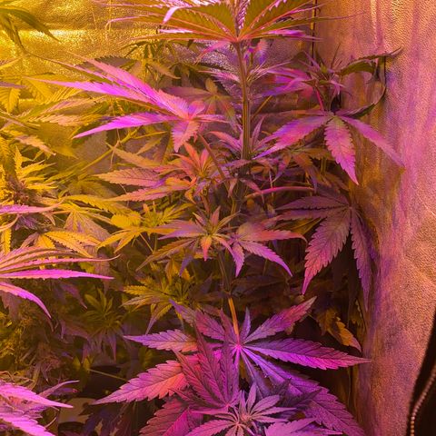 Critical Daddy Purple #2 growlog timeline photo