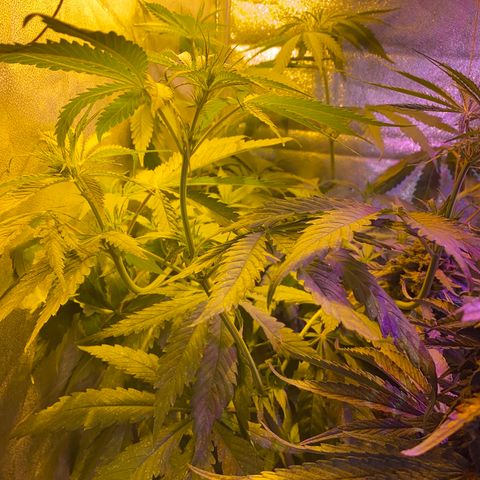 Critical Daddy Purple #1 growlog timeline photo