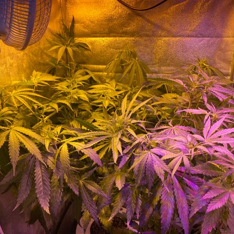 Critical Daddy Purple #2 growlog timeline photo