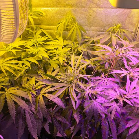 Critical Daddy Purple #2 growlog timeline photo