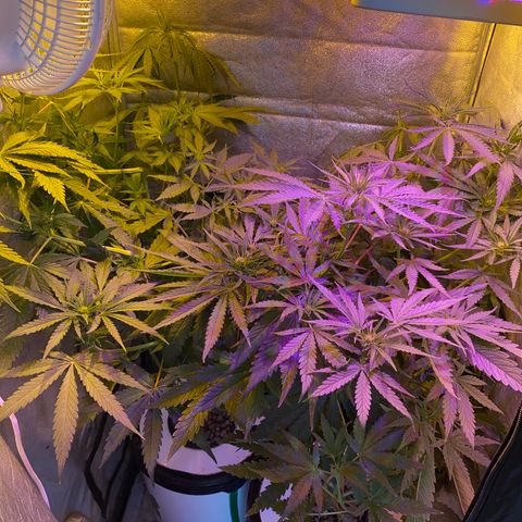 Critical Daddy Purple #2 growlog timeline photo