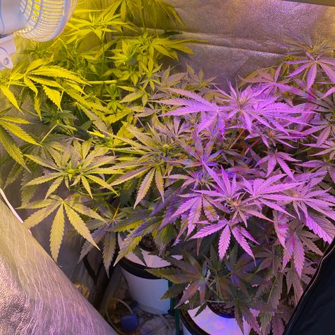 Critical Daddy Purple #2 growlog timeline photo