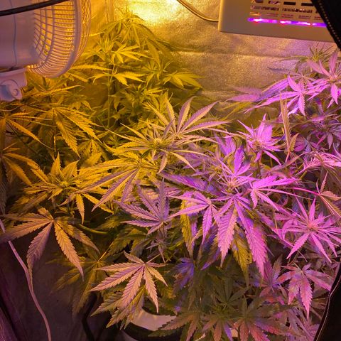 Critical Daddy Purple #2 growlog timeline photo