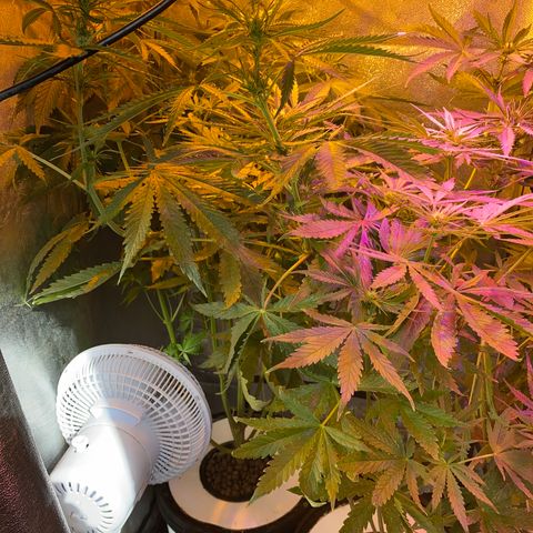 Critical Daddy Purple #2 growlog timeline photo