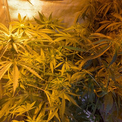 Critical Daddy Purple #2 growlog timeline photo