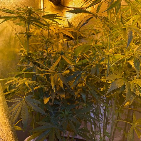 Critical Daddy Purple #2 growlog timeline photo