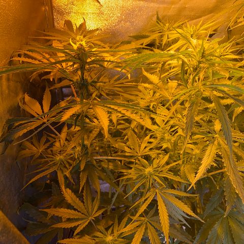 Critical Daddy Purple #2 growlog timeline photo